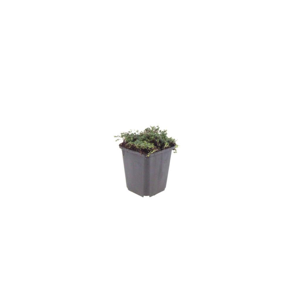 Thymian Thymus praecox Purple Beauty – Ø9cm – Höhe 10-25cm – Winterharter Bodendecker – Violette Blüten – Trockenheitsresistent für Steingarten & Beet
