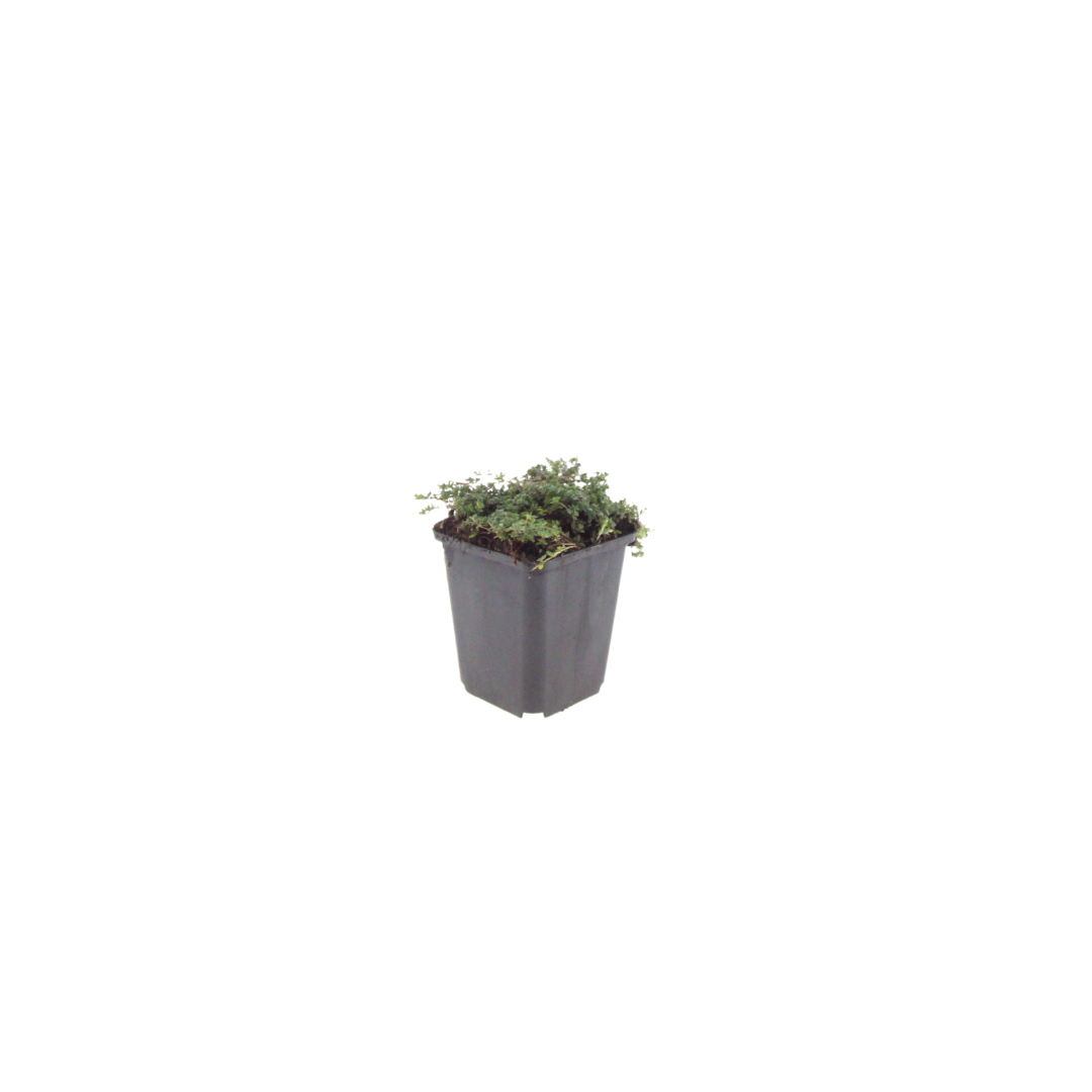 Thymian Thymus praecox Purple Beauty – Ø9cm – Höhe 10-25cm – Winterharter Bodendecker – Violette Blüten – Trockenheitsresistent für Steingarten & Beet