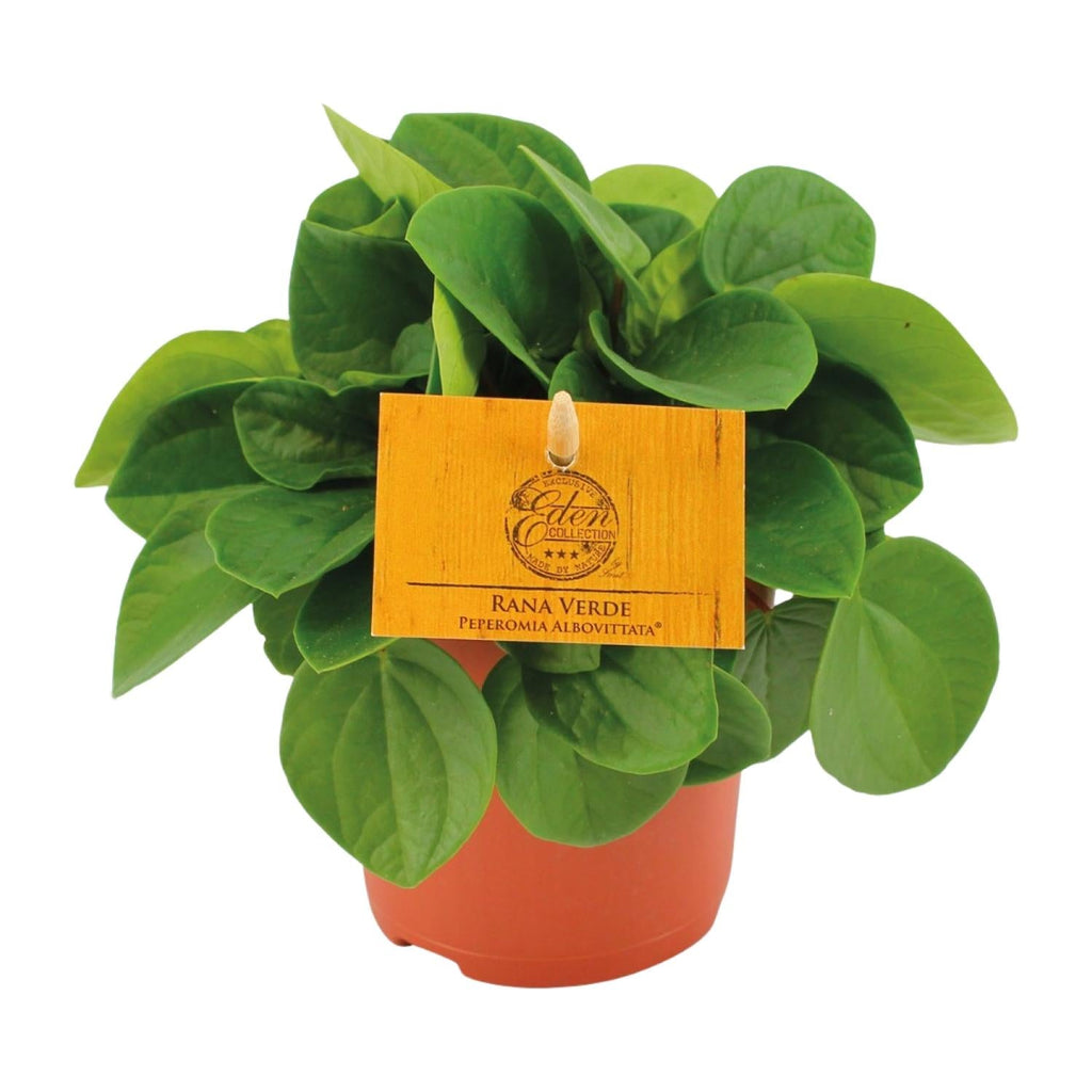 Zwergpfeffer – Peperomia Rana Verde – Zimmerpflanze – Ø11cm – ↕15cm – Pflegeleicht – Halbschatten – Glänzendes Blattwerk – Plant