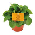 Zwergpfeffer – Peperomia Rana Verde – Zimmerpflanze – Ø11cm – ↕15cm – Pflegeleicht – Halbschatten – Glänzendes Blattwerk – Plant