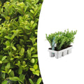 Ilex crenata 'Jenny' – Stechpalme Sträucher – Ø7cm – ↕15cm – 6 Pflanzen – Immergrün, Pflegeleicht & Winterhart – Buchsbaum – Alternative – Plant