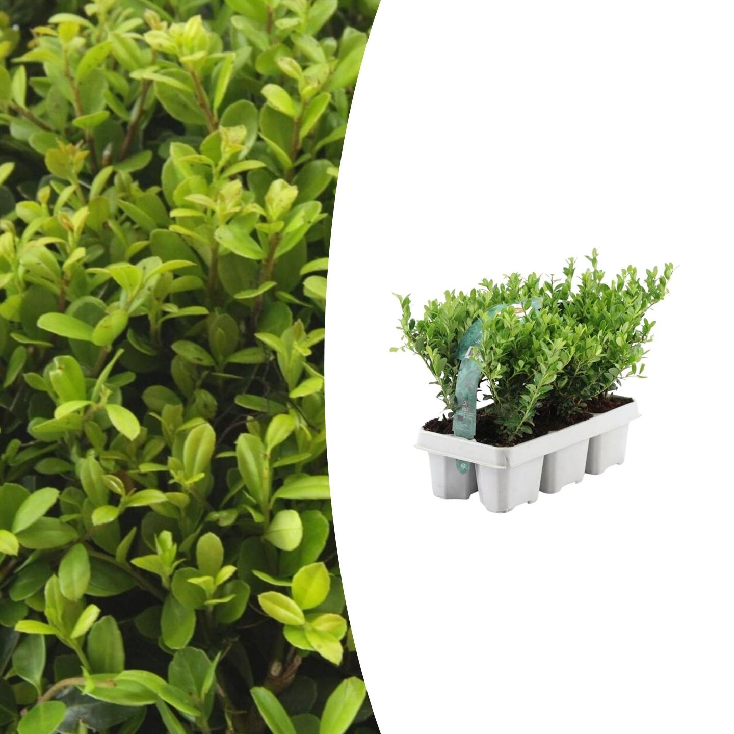 Ilex crenata 'Jenny' – Stechpalme Sträucher – Ø7cm – ↕15cm – 6 Pflanzen – Immergrün, Pflegeleicht & Winterhart – Buchsbaum – Alternative – Plant
