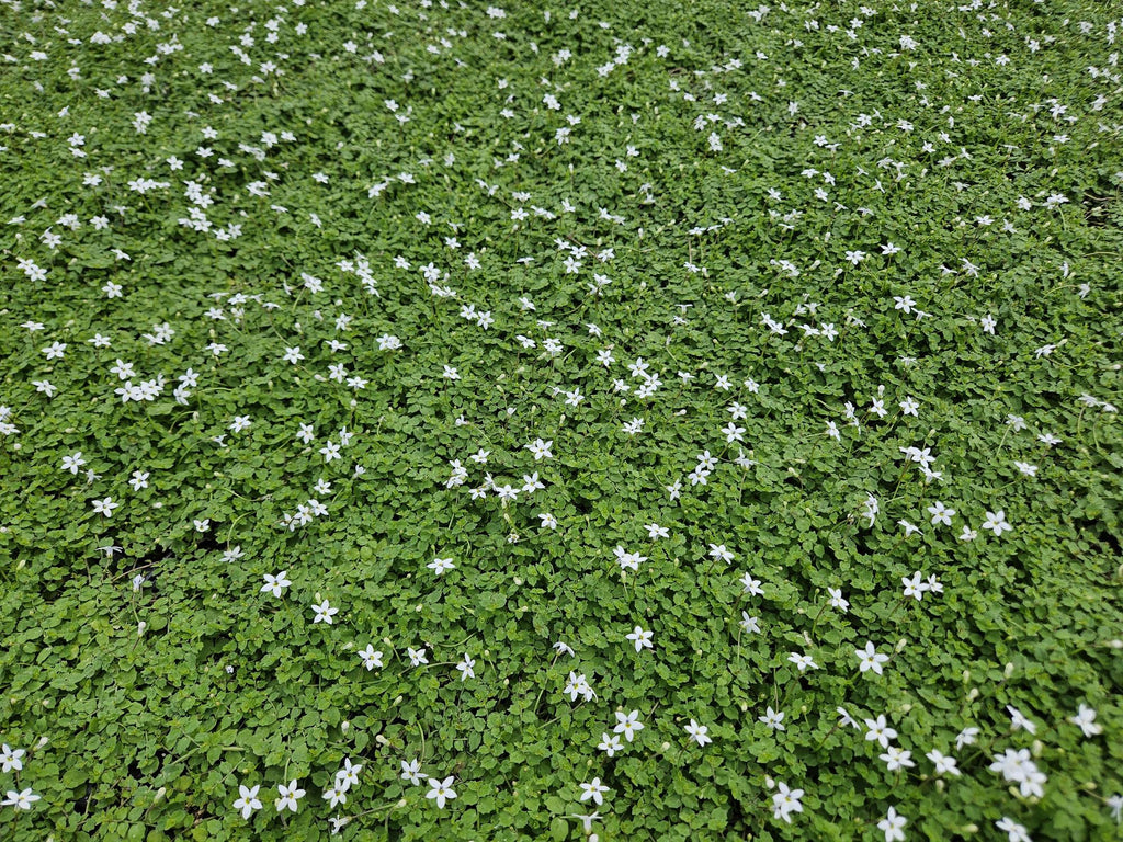 Weißer Bubikopf Isotoma fluviatilis 'Alba' – ↕10-25cm – Ø9cm – Bodendecker, Winterhart, Pflegeleicht, Weiße Blüten, Halbschatten geeignet – Plant