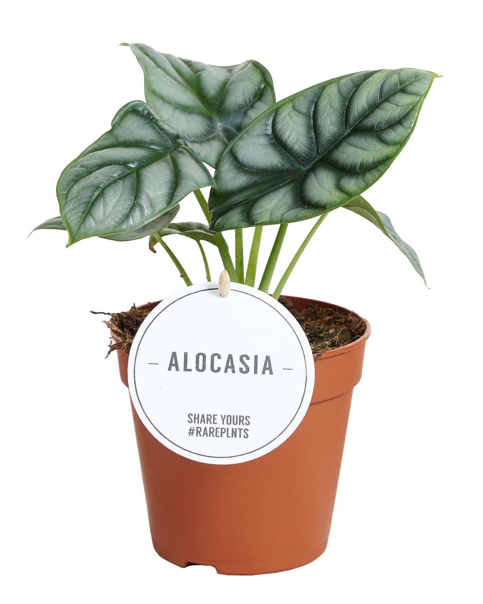 Alocasia Silver Dragon – Elefantenohr – Zimmerpflanze – Ø12cm – 25cm hoch – Silbergrüne Blätter mit Drachenmuster – Pflegeleicht & kompakt