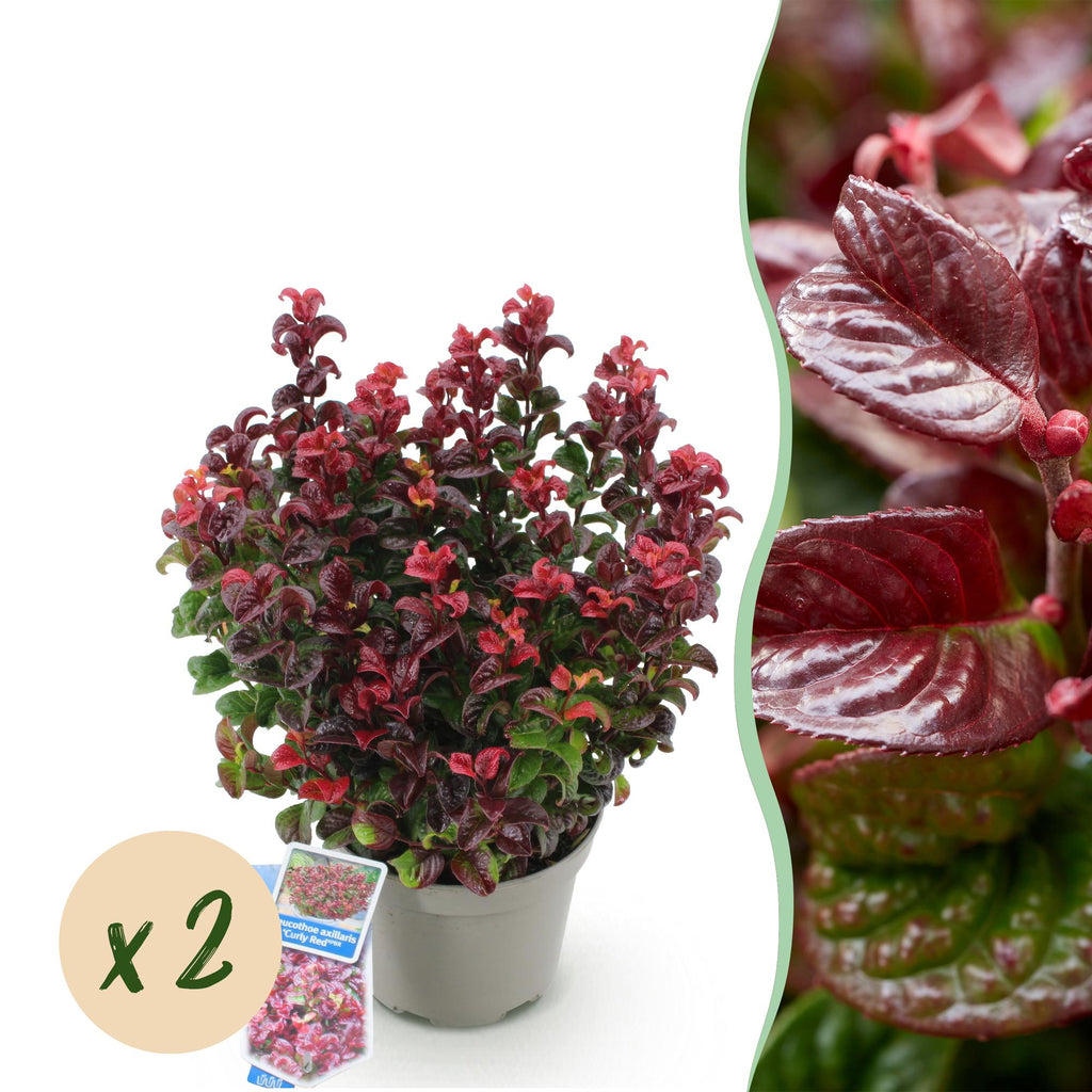 Traubenheide Leucothoe Curly Red – 2 Pflanzen 17cm Höhe ca.40cm – Immergrün & farbintensiv – Rotes lockiges Laub – Pflegeleichter dekorativer Zierstrauch