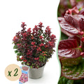 Traubenheide Leucothoe Curly Red – 2 Pflanzen 17cm Höhe ca.40cm – Immergrün & farbintensiv – Rotes lockiges Laub – Pflegeleichter dekorativer Zierstrauch