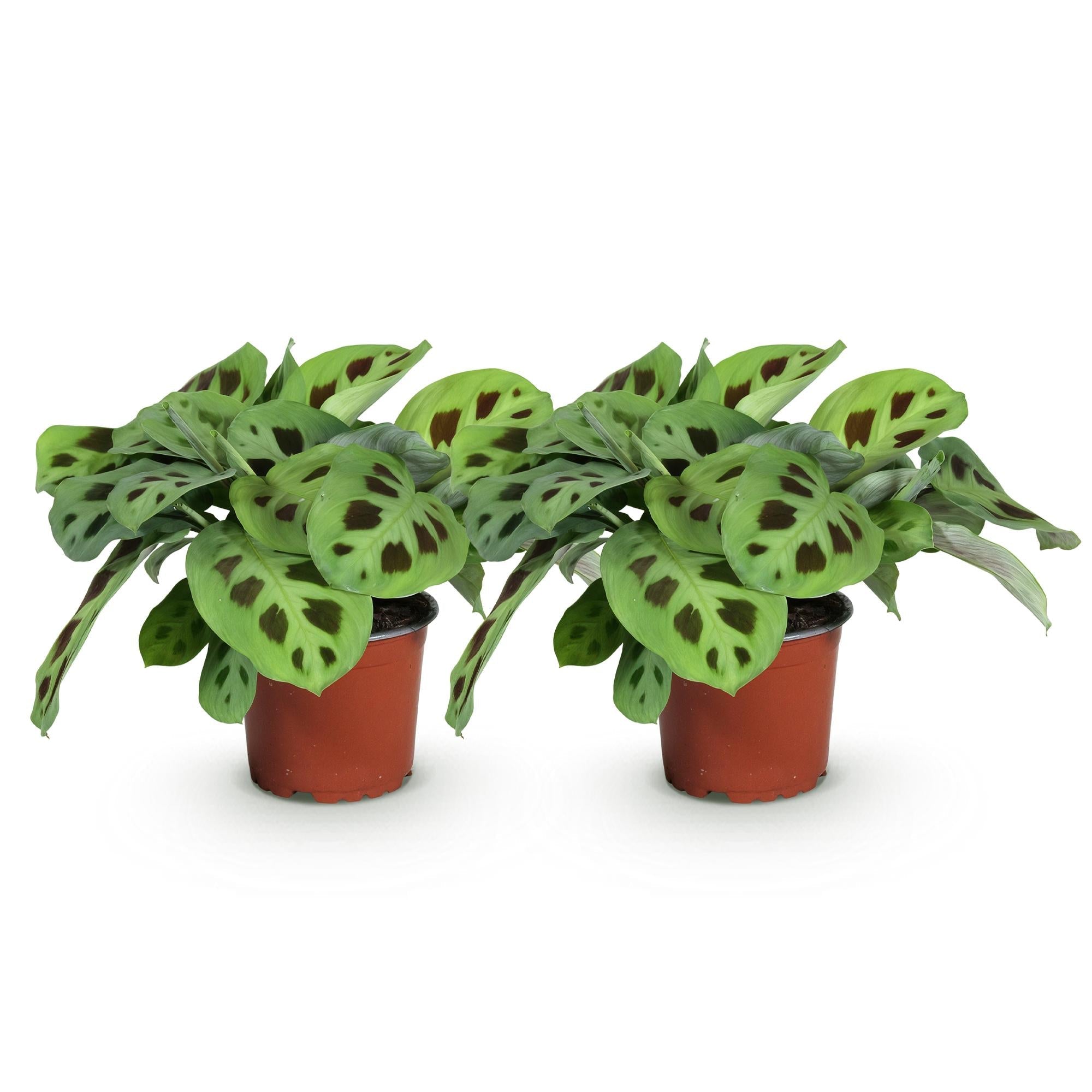 Maranta Fascinator Kerchoveana – 2 Pflanzen – Ø12cm Höhe 30-35cm – Gebetspflanze mit dekorativen Blattflecken – Haustierfreundliche Zimmerpflanze