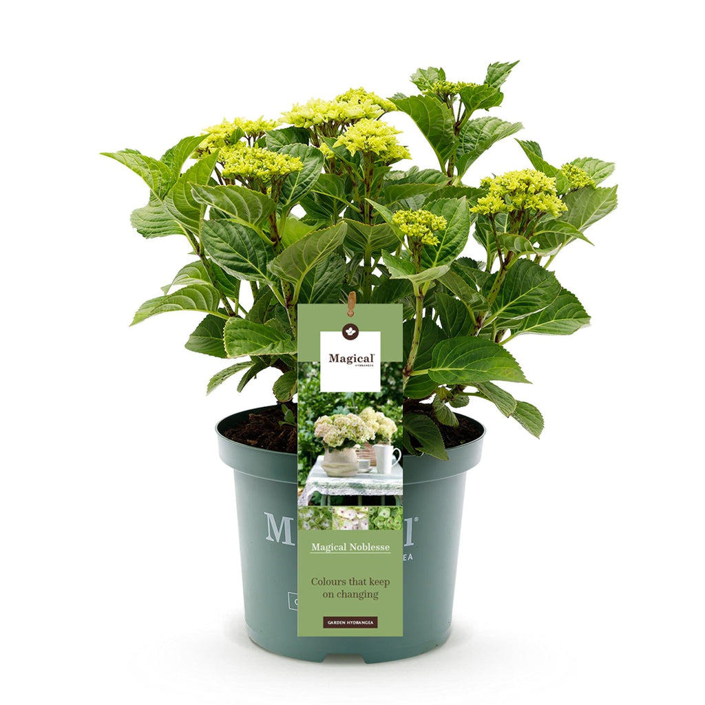 Hortensie Magical Noblesse – Hydrangea macrophylla – Weiß – Balkonpflanze – 23cm Ca. 55cm hoch – 6-10 Blüten – Für Balkon, Terrasse & Beet – Plant