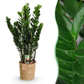 Zamioculcas – 80-90cm – 21cm inkl. Naturkorb – Pflegeleichte ZZ – Pflanze – Robust & luftreinigend – Grünpflanze für Wohnzimmer, Büro & Schlafzimmer – Plant