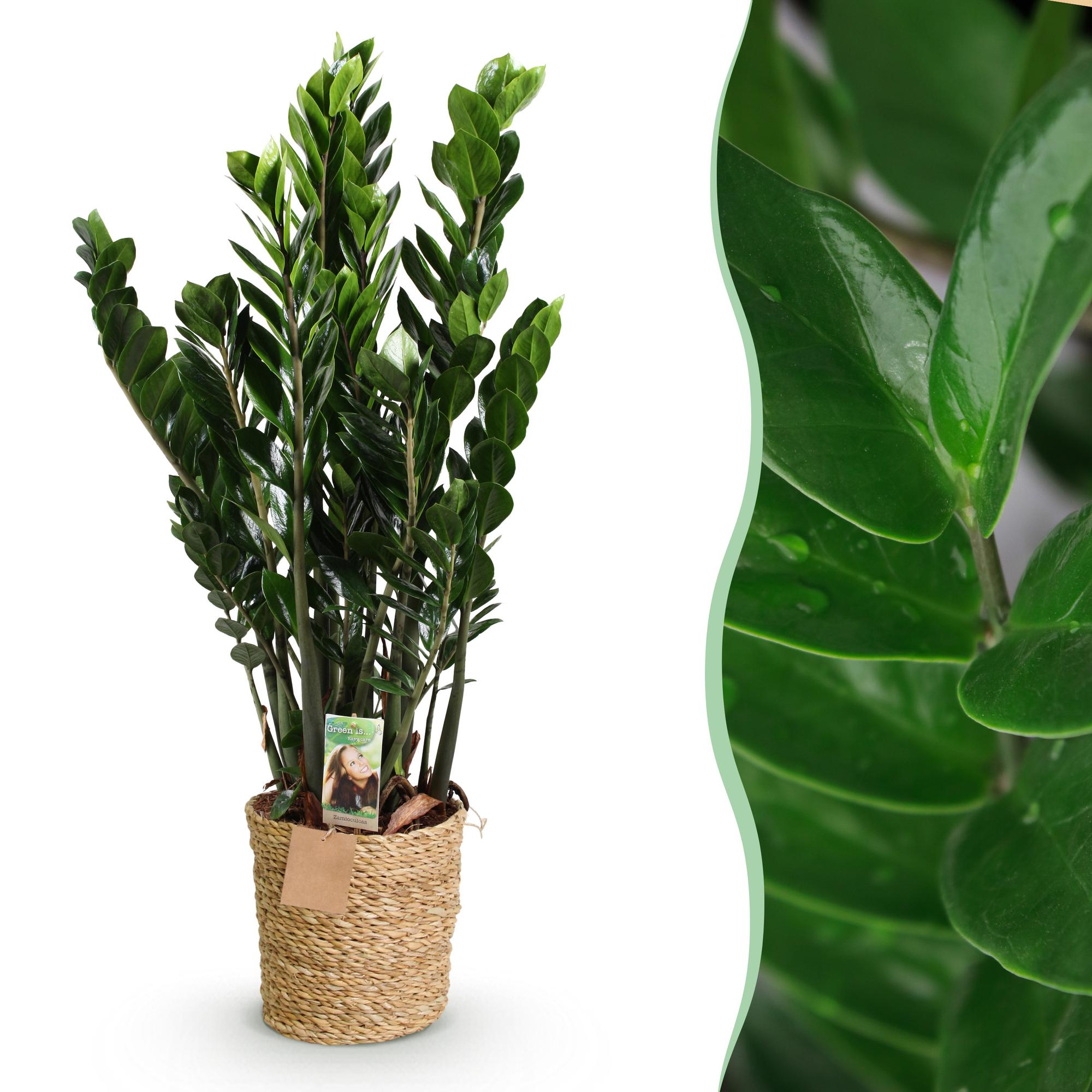 Zamioculcas – 80-90cm – 21cm inkl. Naturkorb – Pflegeleichte ZZ – Pflanze – Robust & luftreinigend – Grünpflanze für Wohnzimmer, Büro & Schlafzimmer – Plant
