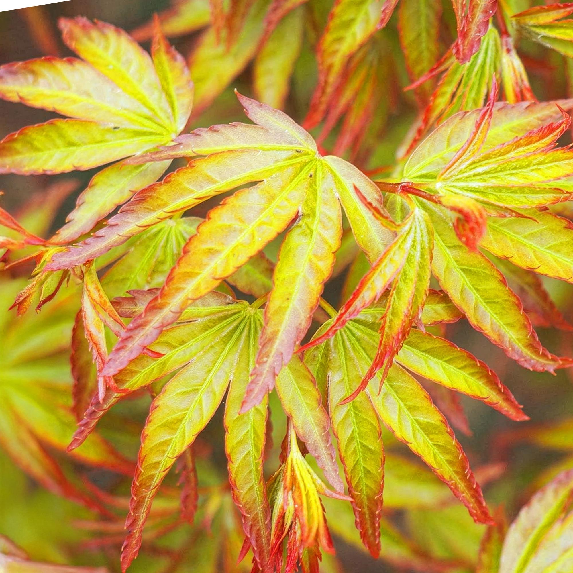 Acer palmatum Little Princess – 3 Pflanzen – 12cm – Höhe ca. 35cm – Laubabwerfender Japanischer Ahorn mit zartem Grün & intensiver Herbstfärbung