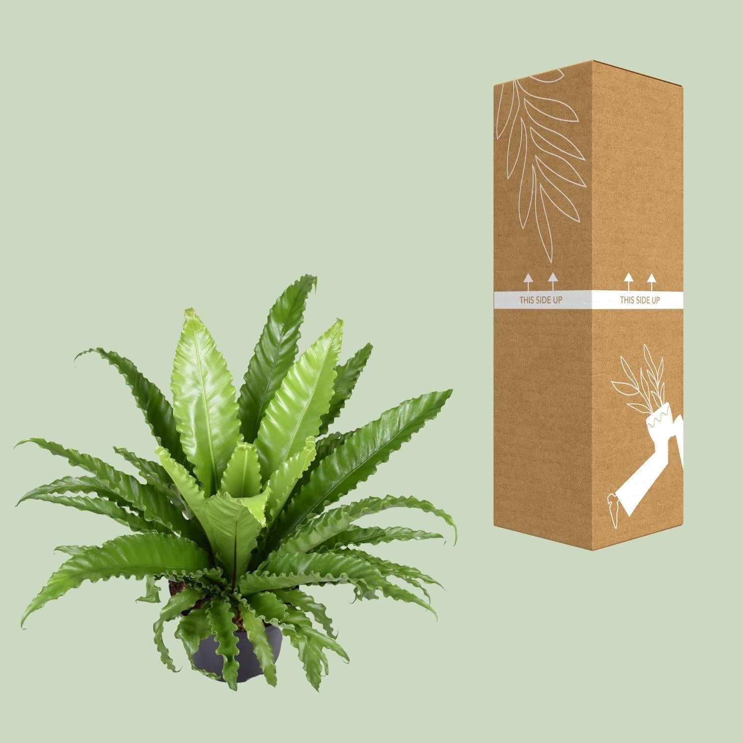 Nestfarn – Asplenium Antiquum Osaka – Zimmerpflanze – Ø23cm – ↕60cm – Üppige grüne Wedel – Pflegeleicht – Plant