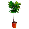 Ficus Lyrata – Geigenfeige – ca. 130cm hoch – Ø24cm – Zimmerpflanze mit Stamm – Groß, dekorativ & luftreinigend – Für Wohnzimmer, Büro & Wintergarten – Plant