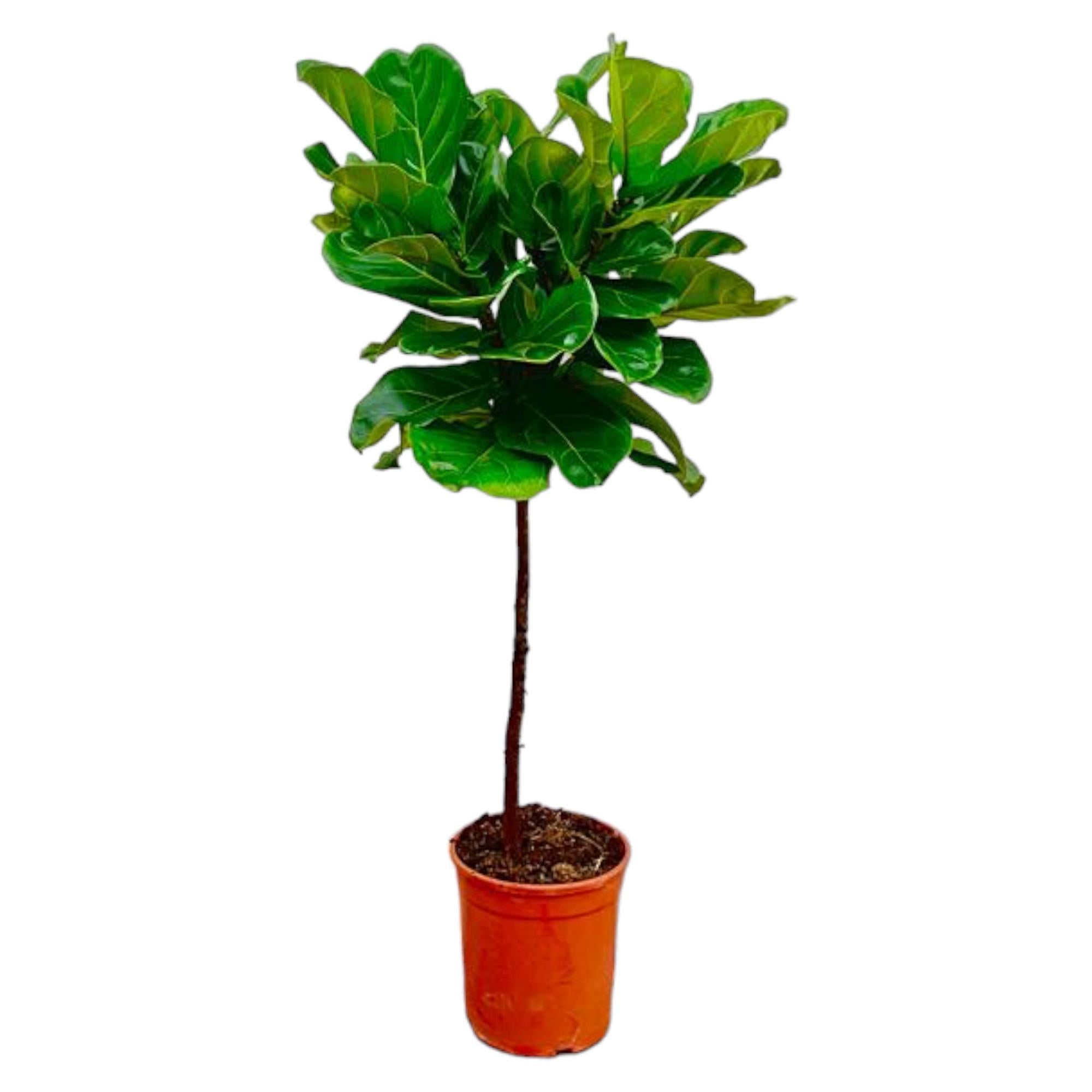 Ficus Lyrata – Geigenfeige – ca. 130cm hoch – Ø24cm – Zimmerpflanze mit Stamm – Groß, dekorativ & luftreinigend – Für Wohnzimmer, Büro & Wintergarten – Plant