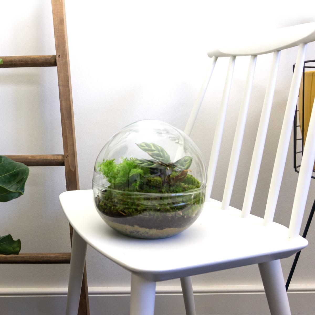 DIY Flaschengarten Set – Dome Glas – Ø20cm x H20cm – Mini – Biotop mit Pflanzen & Moos – Selbstversorgendes Pflanzterrarium – Plant
