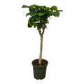 Ficus Umbellata – Regenschirm-Feige auf Stamm – 180 cm hoch Ø45cm Herzförmige Blätter – Zimmerpflanze für helle Standorte – Plant