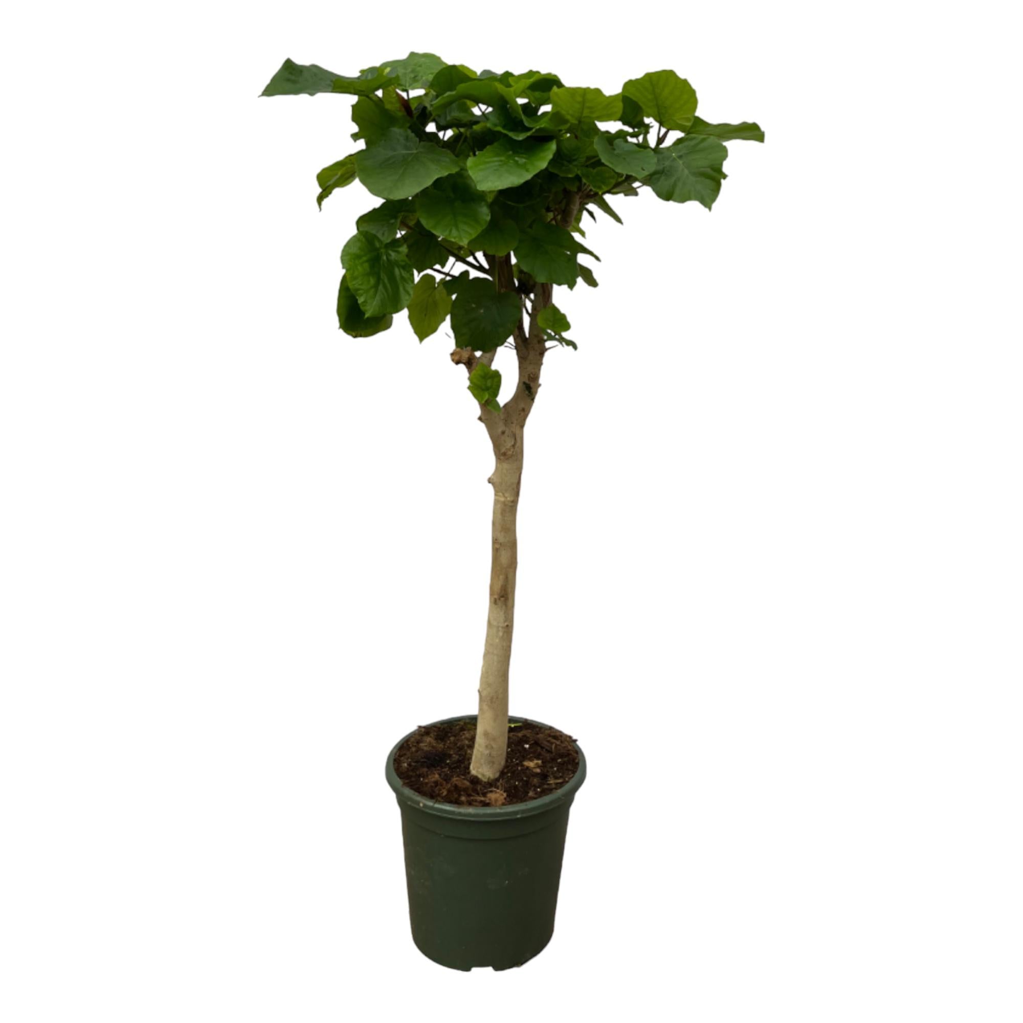 Ficus Umbellata – Regenschirm-Feige auf Stamm – 180 cm hoch Ø45cm Herzförmige Blätter – Zimmerpflanze für helle Standorte – Plant