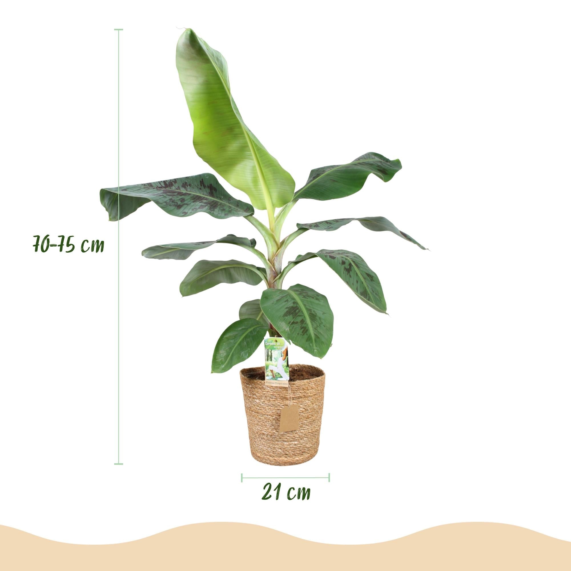 Bananenpflanze Musa acuminata Dwarf Cavendish – 70-75cm – 21cm inkl. Naturkorb – Pflegeleicht – Tropische Zimmerpflanze mit großen Blättern