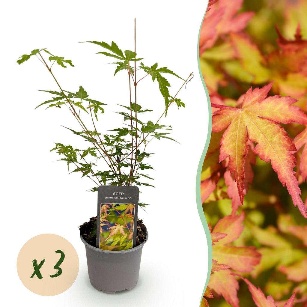 Acer palmatum Sangokaku – 3 Pflanzen – 12cm – Höhe ca. 35cm – Laubabwerfender Japanischer Ahorn mit grünem Sommerlaub & orangegelber Herbstfärbung