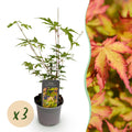 Acer palmatum Sangokaku – 3 Pflanzen – 12cm – Höhe ca. 35cm – Laubabwerfender Japanischer Ahorn mit grünem Sommerlaub & orangegelber Herbstfärbung