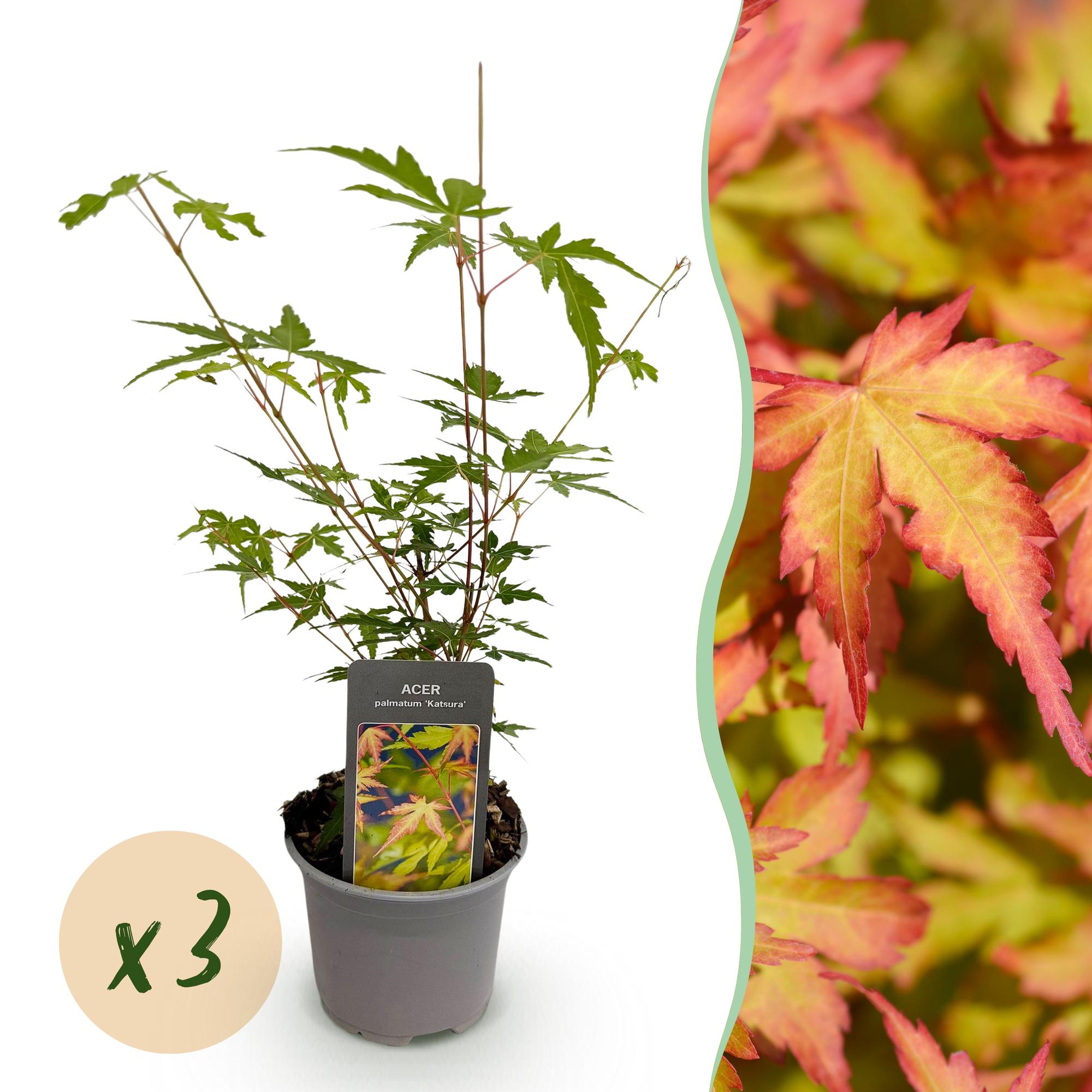 Acer palmatum Sangokaku – 3 Pflanzen – 12cm – Höhe ca. 35cm – Laubabwerfender Japanischer Ahorn mit grünem Sommerlaub & orangegelber Herbstfärbung