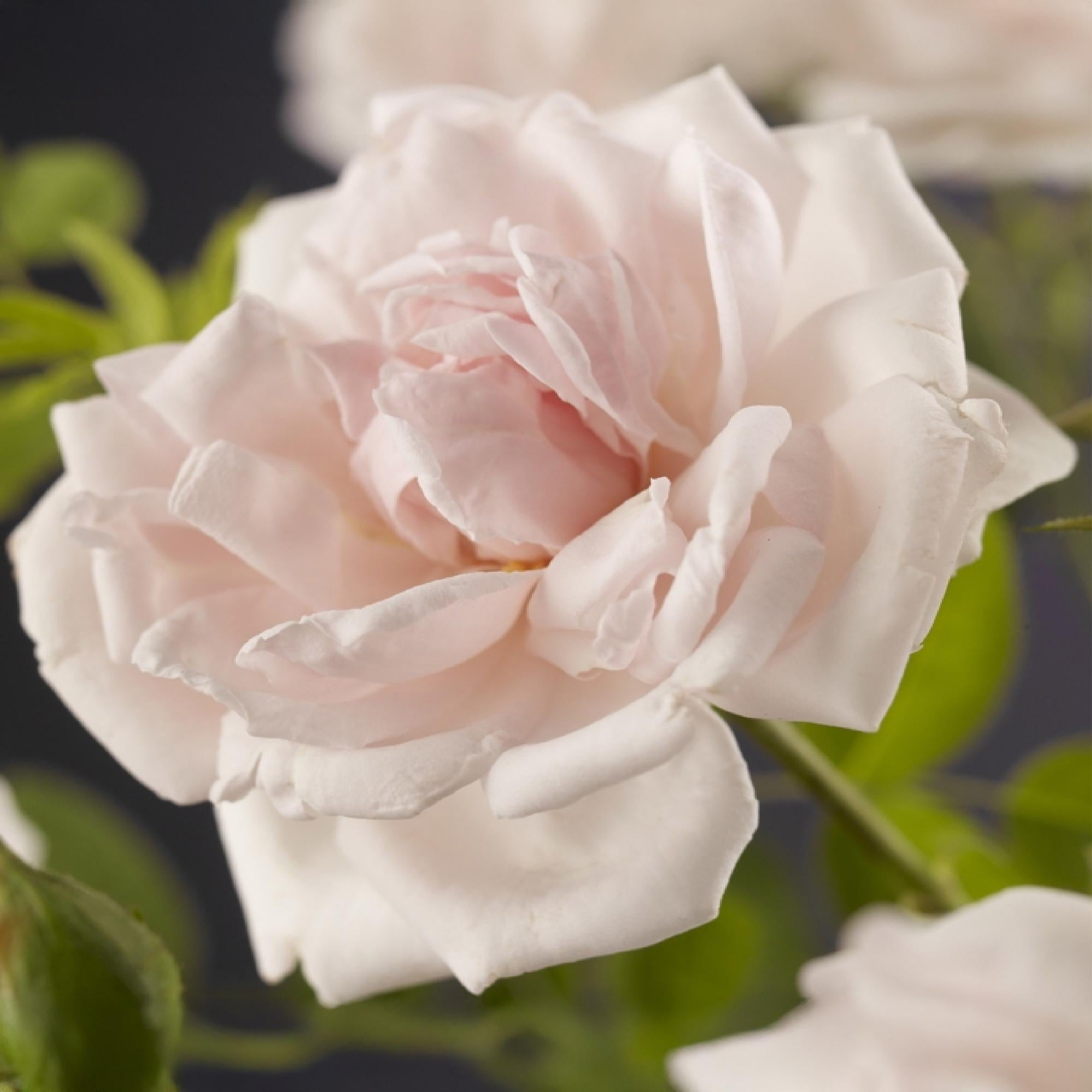 Kletterrose Rosa New Dawn – Zartrosa – Wenig Pflege – 2 Pflanzen – H11cm x 40cm – Duftende, widerstandsfähige Rosen für Garten & Terrasse – Plant