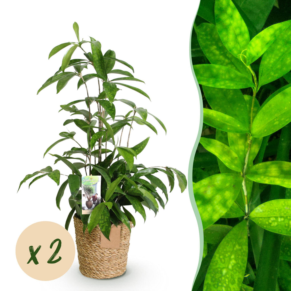 Drachenbaum Dracaena surculosa – Zwei kräftige Pflanzen im dekorativen Korb – 17cm – Höhe 60-70cm – Pflegeleichter Drachenbaum für Innenräume