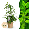 Drachenbaum Dracaena surculosa – Zwei kräftige Pflanzen im dekorativen Korb – 17cm – Höhe 60-70cm – Pflegeleichter Drachenbaum für Innenräume