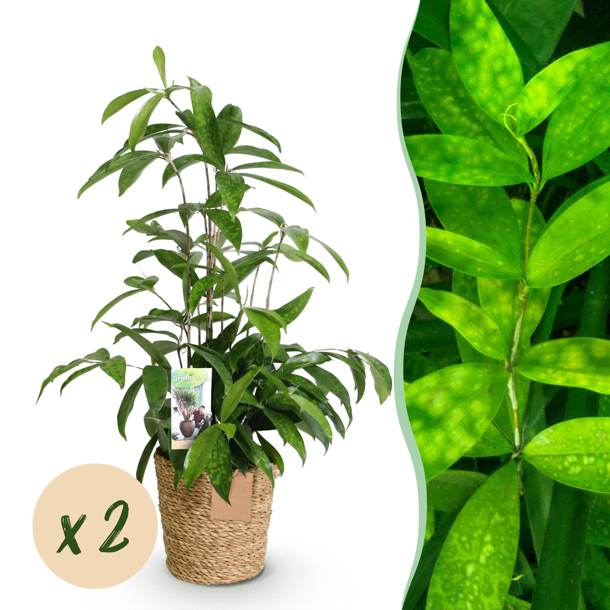 Drachenbaum Dracaena surculosa – Zwei kräftige Pflanzen im dekorativen Korb – 17cm – Höhe 60-70cm – Pflegeleichter Drachenbaum für Innenräume