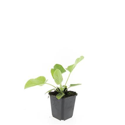 Russel Brandkraut Phlomis russeliana – ↕10-25cm – Ø9cm – Winterhart & Bienenfreundlich – Sommerblüher für Beete & Garten – Plant