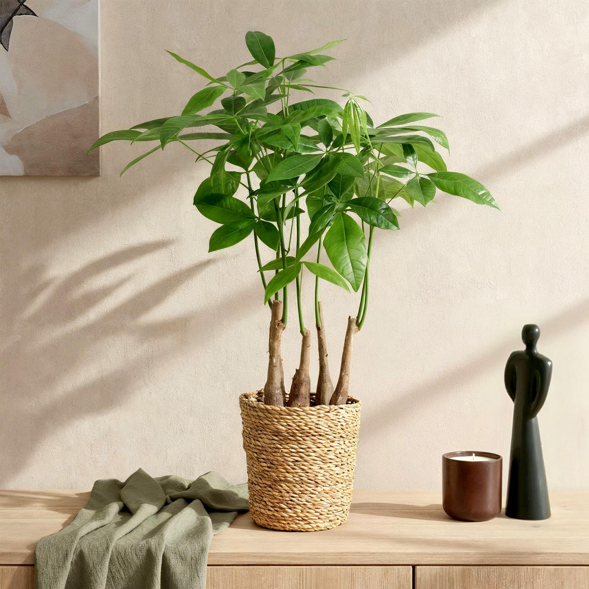 Glückskastanie Pachira Aquatica Mehrstammig – Geldbaum – 2 Pflanzen – 50-55cm – 17cm – Pflegeleichte Zimmerpflanzen mit handförmigen Blättern