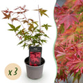 Acer palmatum Beni – maiko – 3 Pflanzen – 12cm – Höhe ca. 35cm – Japanischer Ahorn mit leuchtend roten Blättern & orangefarbener Herbstfärbung