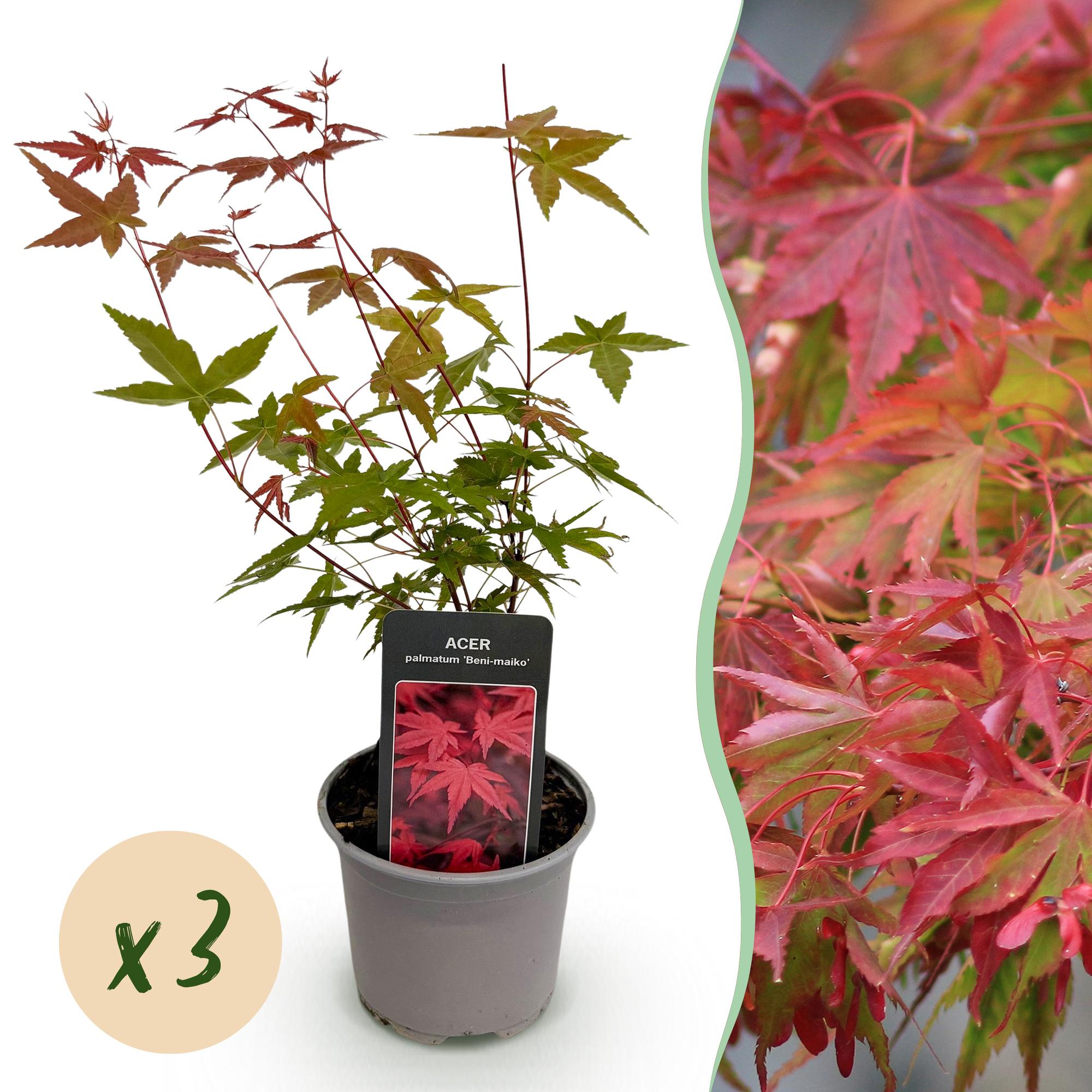Acer palmatum Beni – maiko – 3 Pflanzen – 12cm – Höhe ca. 35cm – Japanischer Ahorn mit leuchtend roten Blättern & orangefarbener Herbstfärbung