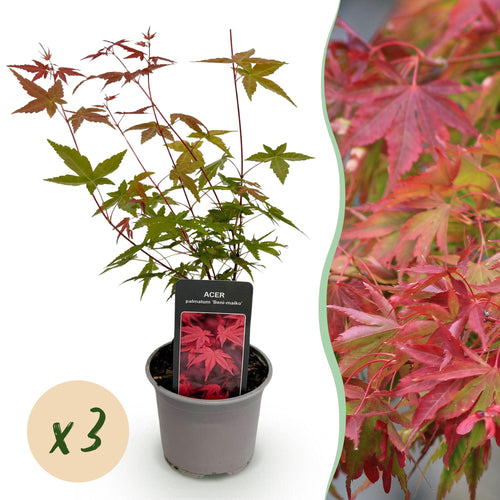 Acer palmatum Beni – maiko – 3 Pflanzen – 12cm – Höhe ca. 35cm – Japanischer Ahorn mit leuchtend roten Blättern & orangefarbener Herbstfärbung