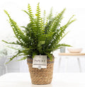 Nephrolepis Green Lady Schwertfarn im Korb– Ø12cm ↕35cm – Üppiger Zimmerfarn im Naturkorb – Luftreinigende Zimmerpflanze – Pflegeleicht & dekorativ – Für Wohnzimmer, Bad & Büro – Plant