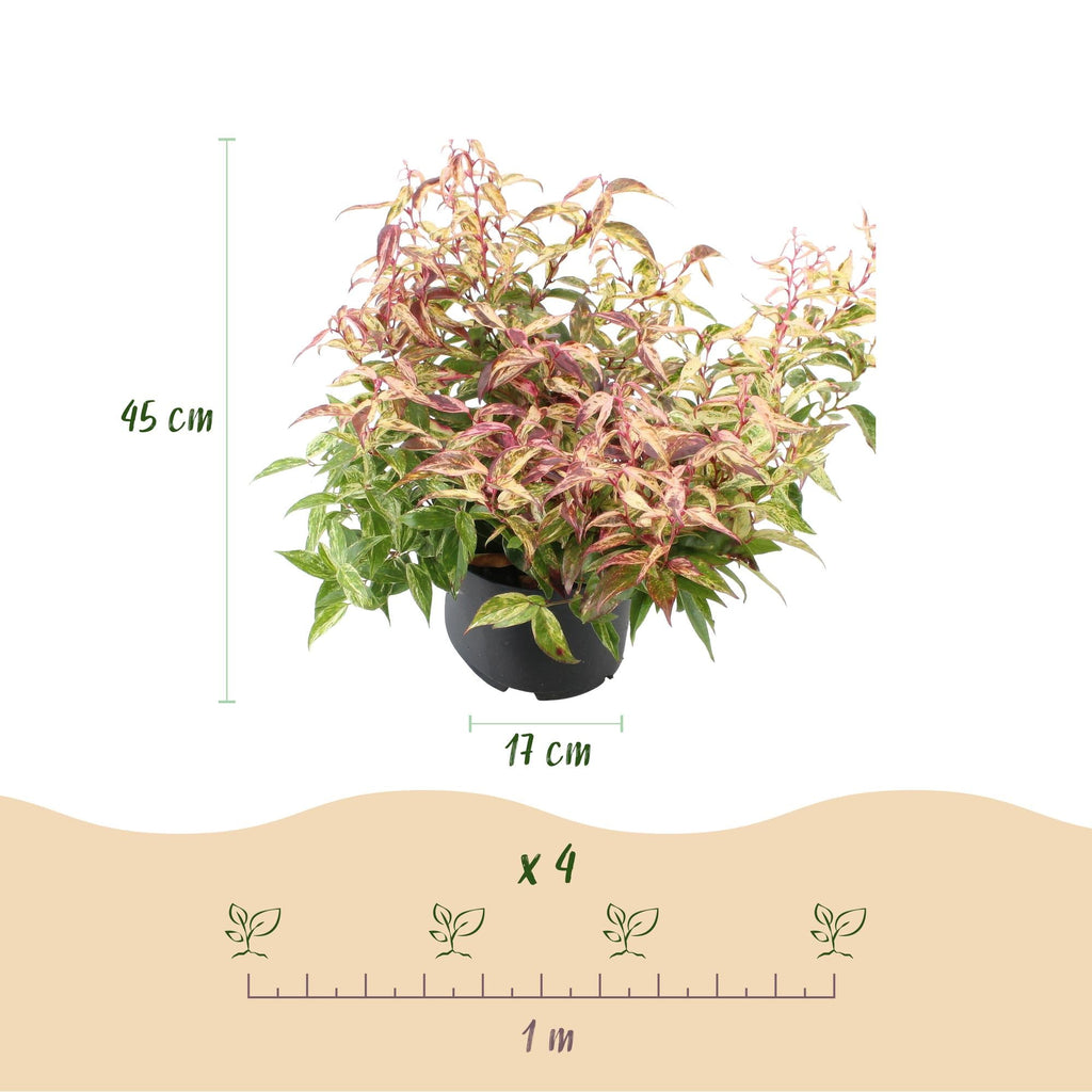 Traubenheide Leucothoe Makijaz – 2 Pflanzen 17cm Höhe ca.45cm – Immergrün & farbintensiv – Braun – grünes Laub – Pflegeleichter Zierstrauch
