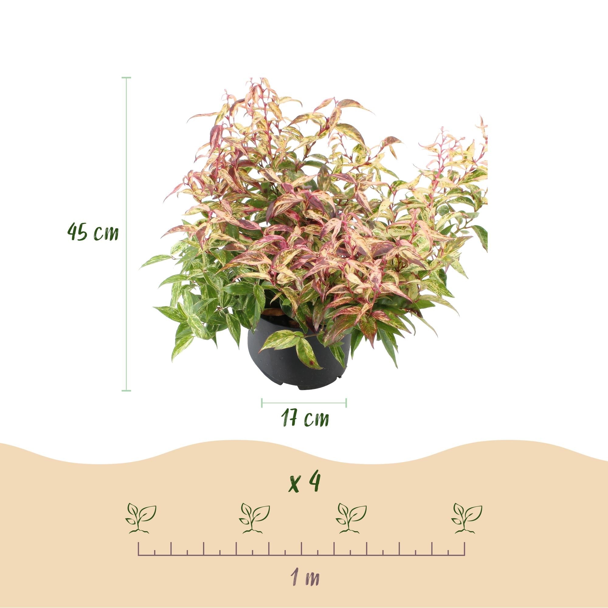 Traubenheide Leucothoe Makijaz – 2 Pflanzen 17cm Höhe ca.45cm – Immergrün & farbintensiv – Braun – grünes Laub – Pflegeleichter Zierstrauch