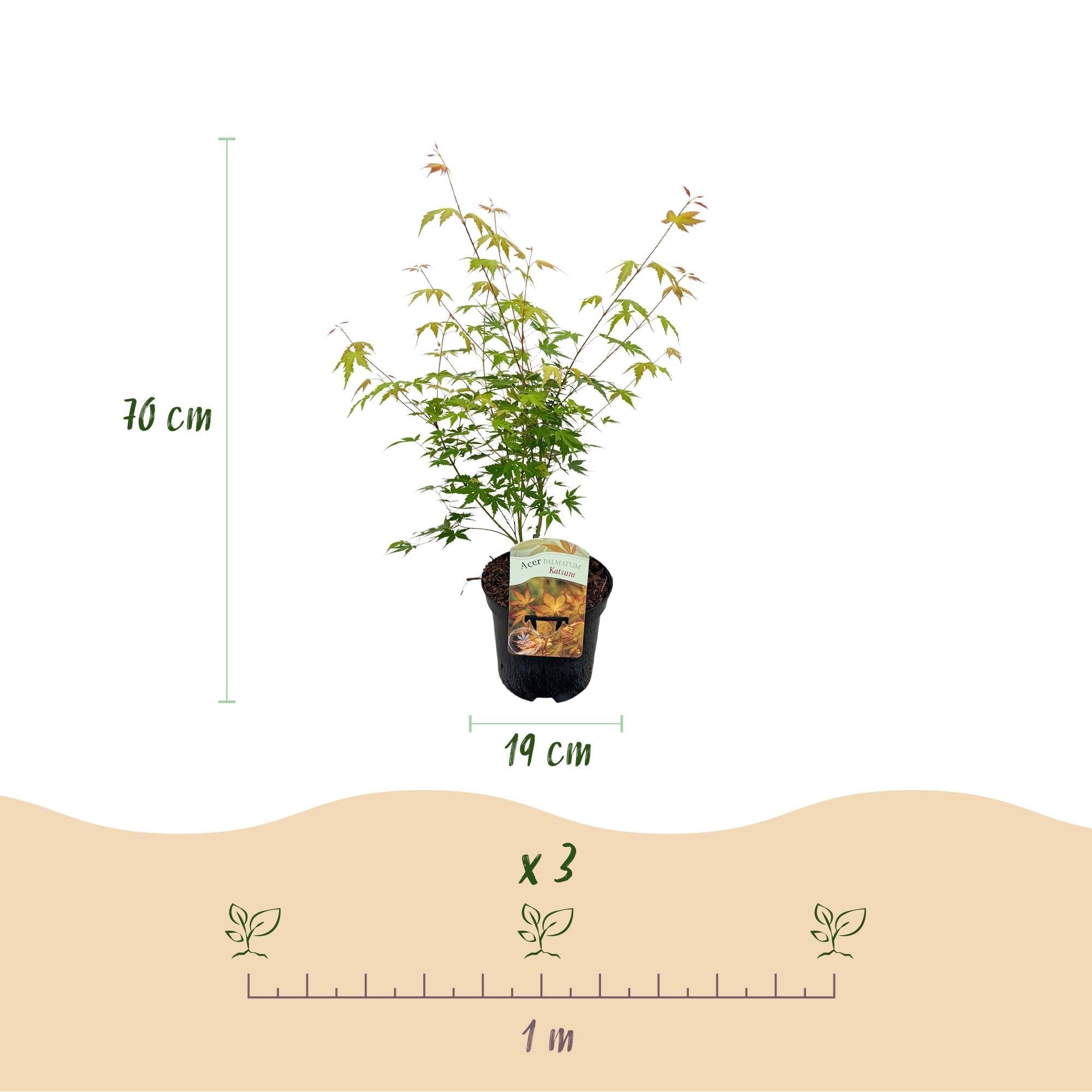 Japanischer Ahorn – Acer palmatum Katsura – 2 Pflanzen – Orange Herbstfärbung – je ca. 70cm hoch – im 19cm Topf – Balkonpflanze & Zierbaum – Plant