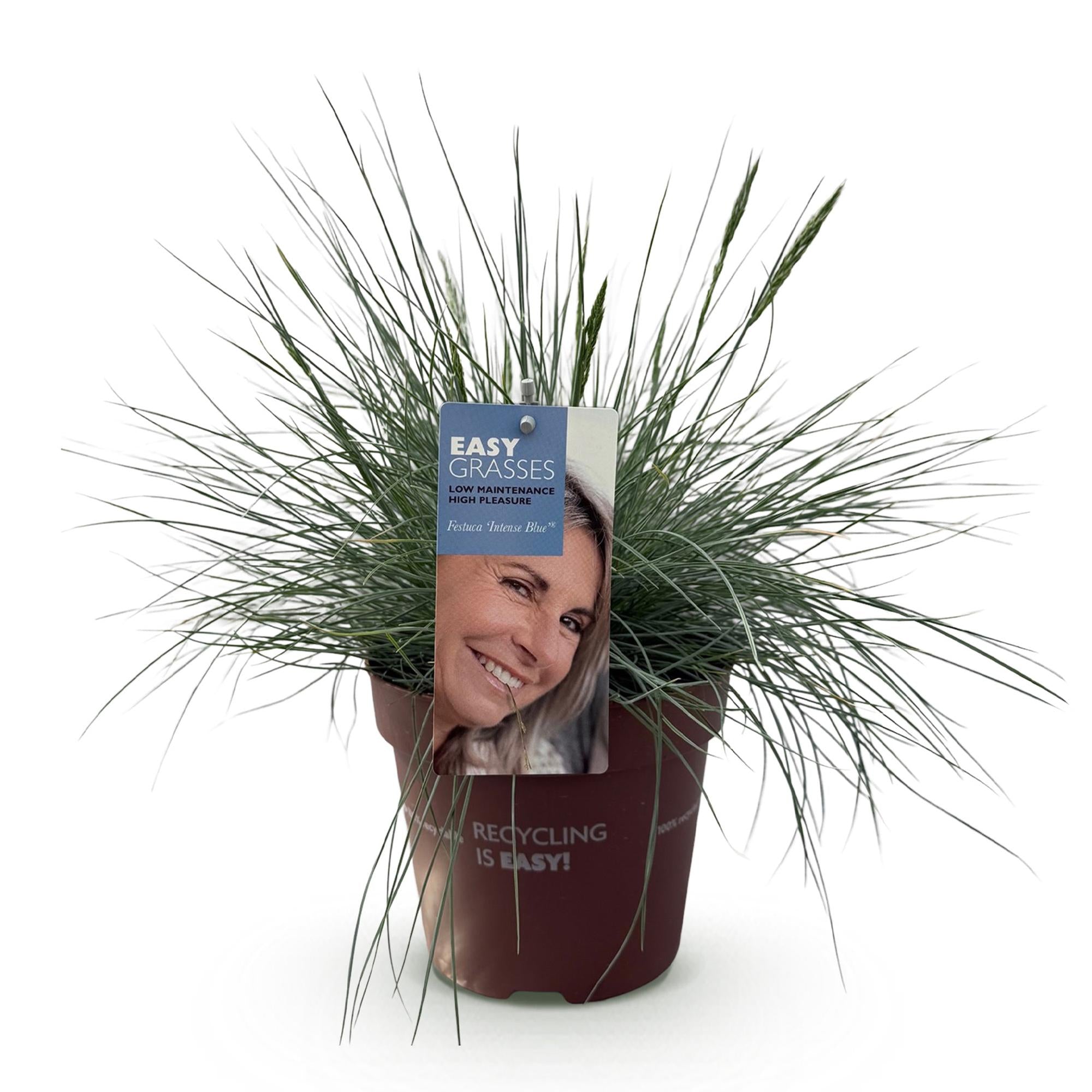 Ziergras Blauschwingel Festuca glauca Intense Blue – Immergrün & winterhart – Höhe ca. 50cm – 17cm – Trockenheitsresistent für Beet & Kübel – Plant