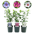 Hibiscus syriacus Tricolour – 3 Pflanzen 17cm – ca. 45cm hoch – Garteneibisch mit rosa, weißen & blauen Blüten – Winterharter Strauch – Plant