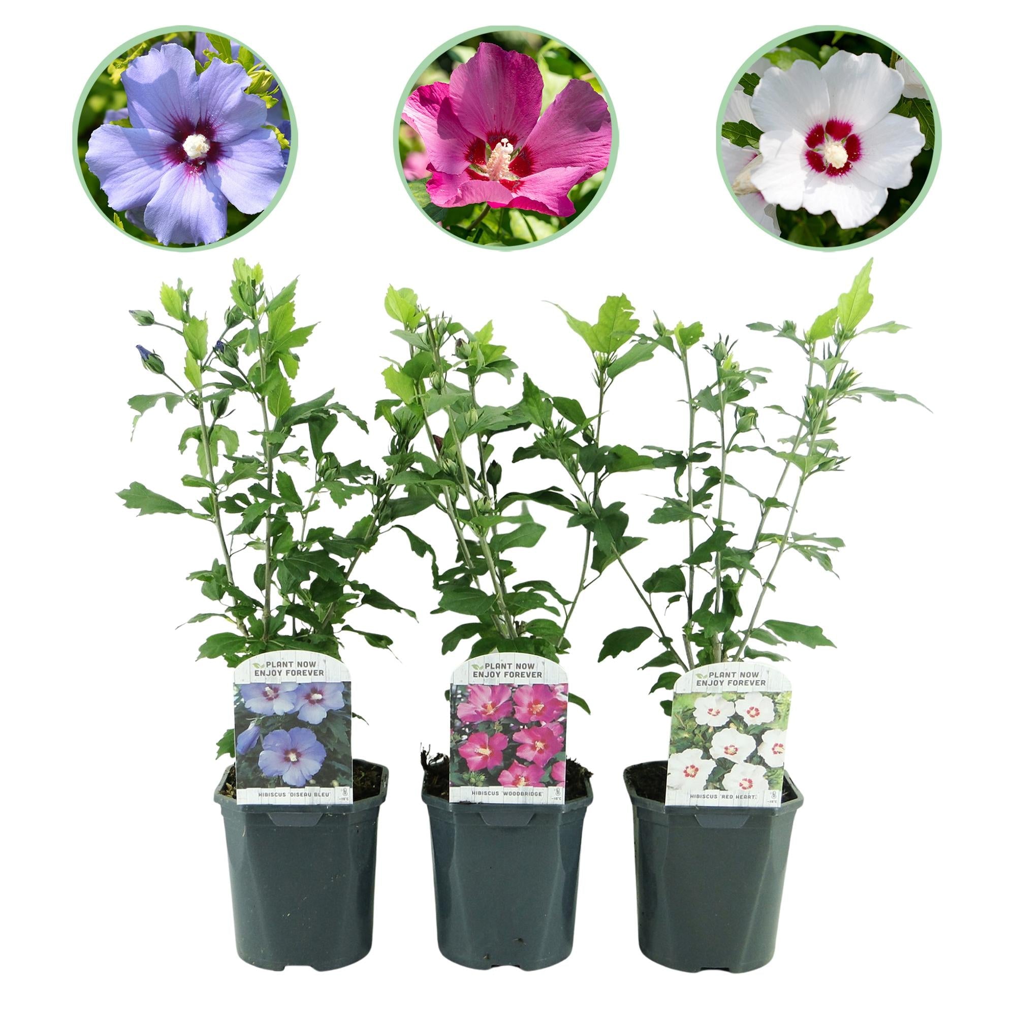 Hibiscus syriacus Tricolour – 3 Pflanzen 17cm – ca. 45cm hoch – Garteneibisch mit rosa, weißen & blauen Blüten – Winterharter Strauch – Plant