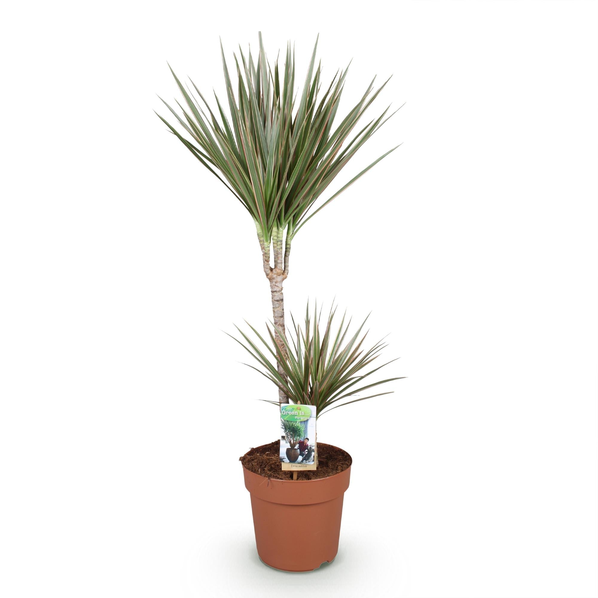Dracaena Marginata Bicolor – 90-100cm 21cm – Pflegeleichter Drachenbaum in Grün – Braun mit zweifarbigen Blättern für modernes Interieur – Plant