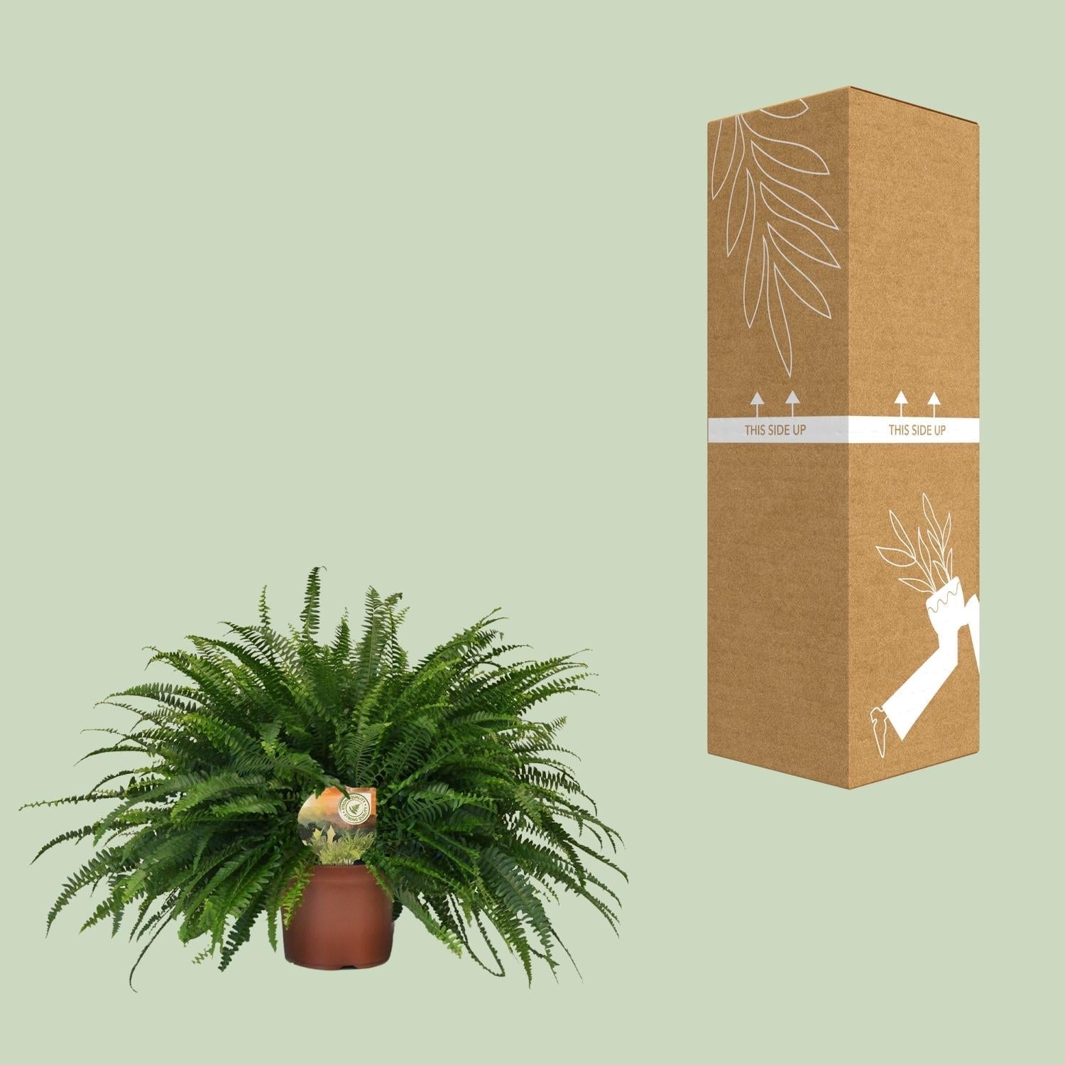 Nephrolepis 'Green Lady' – Bostonfarn Zimmerpflanze – Ø19cm – ca. 60cm hoch – Luftreinigend & pflegeleicht – Plant