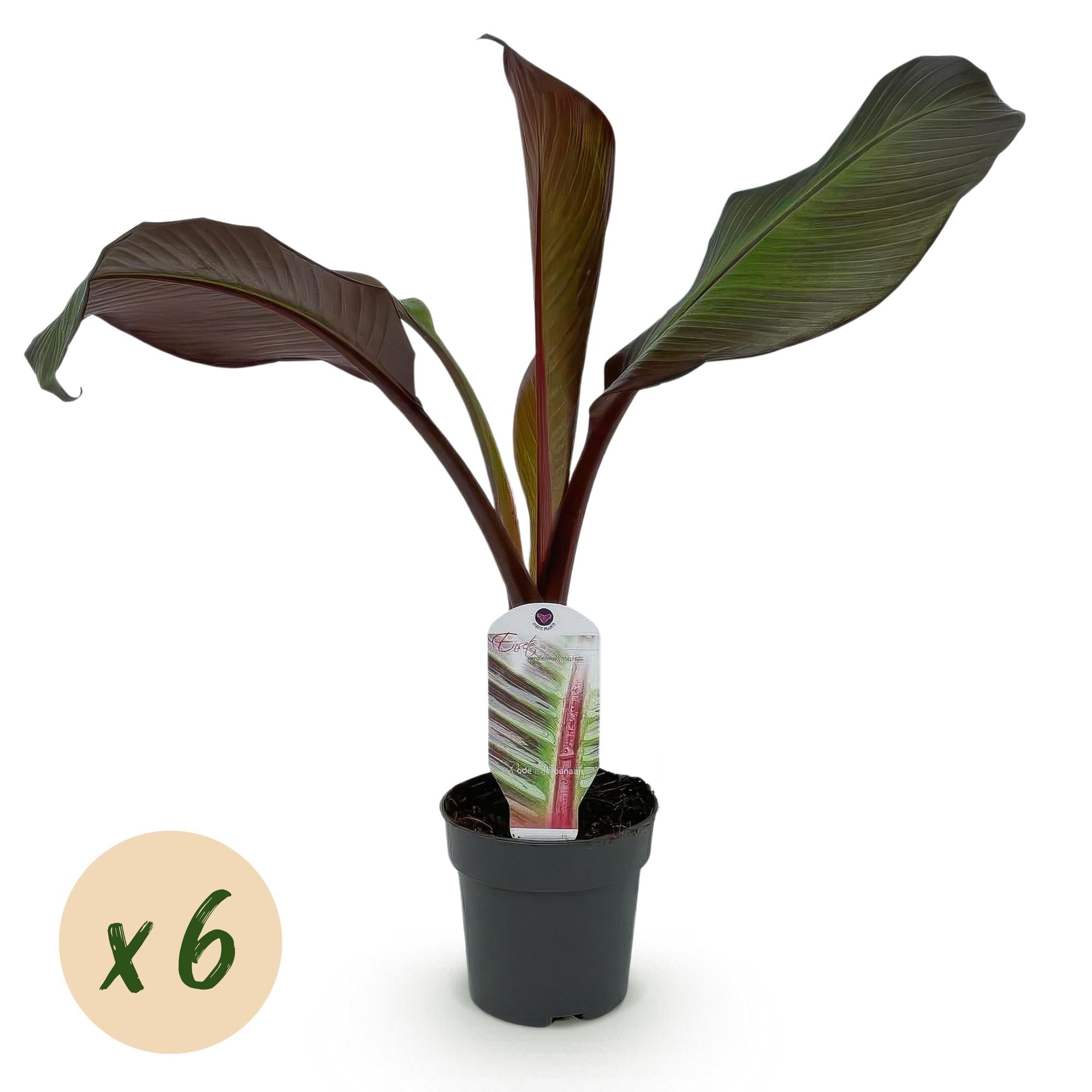 Bananenpflanze Ensete ventricosum Maurelli – Winterhart – Obstpflanze – Ø12cm – Höhe ca. 30cm – Plant