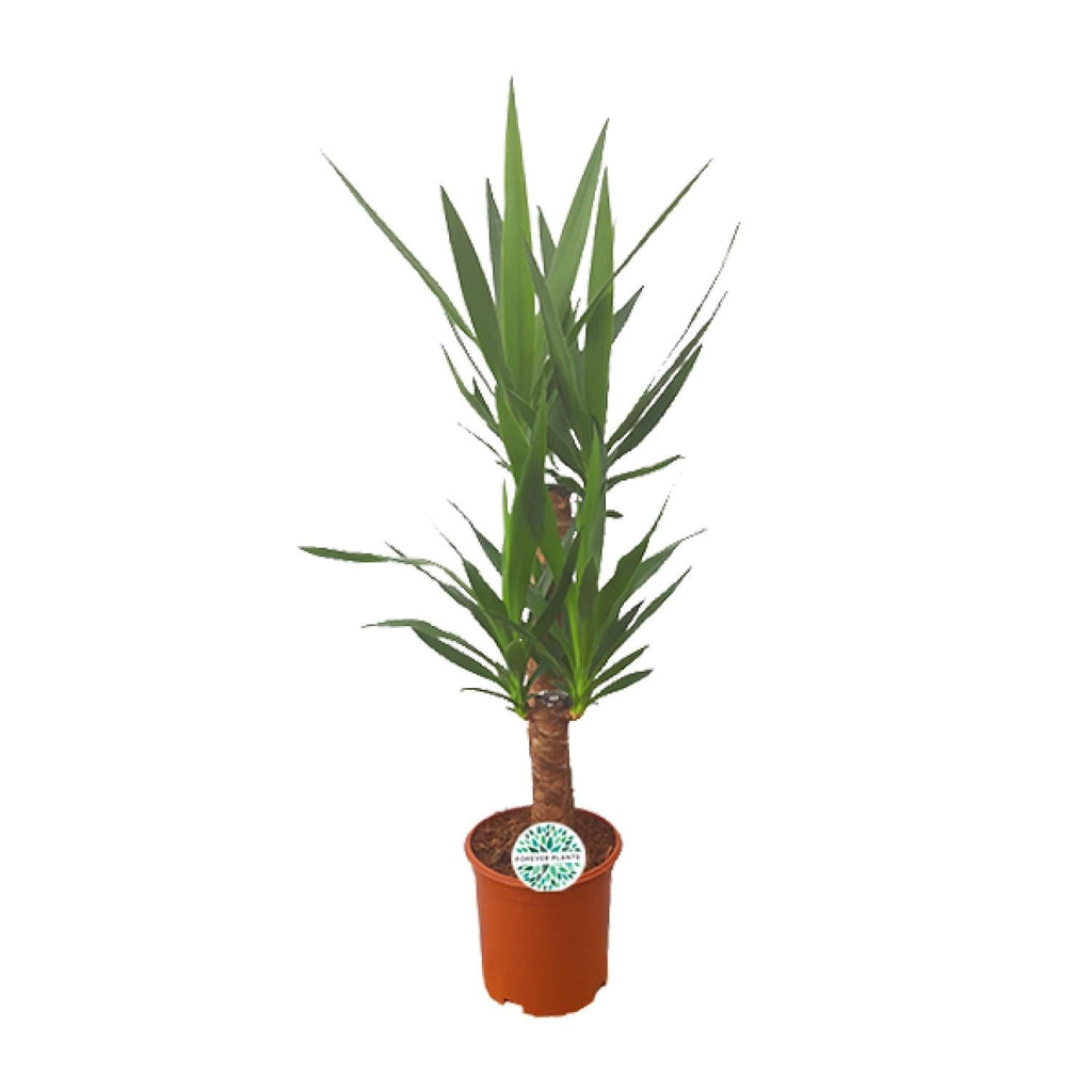 Palmlilie Yucca – 90cm Ø21cm – Pflegeleichte Zimmerpflanze mit schwertförmigen Blättern – Robuste Grünpflanze für helle & halbschattige Standorte – Plant