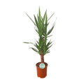 Palmlilie Yucca – 90cm Ø21cm – Pflegeleichte Zimmerpflanze mit schwertförmigen Blättern – Robuste Grünpflanze für helle & halbschattige Standorte – Plant