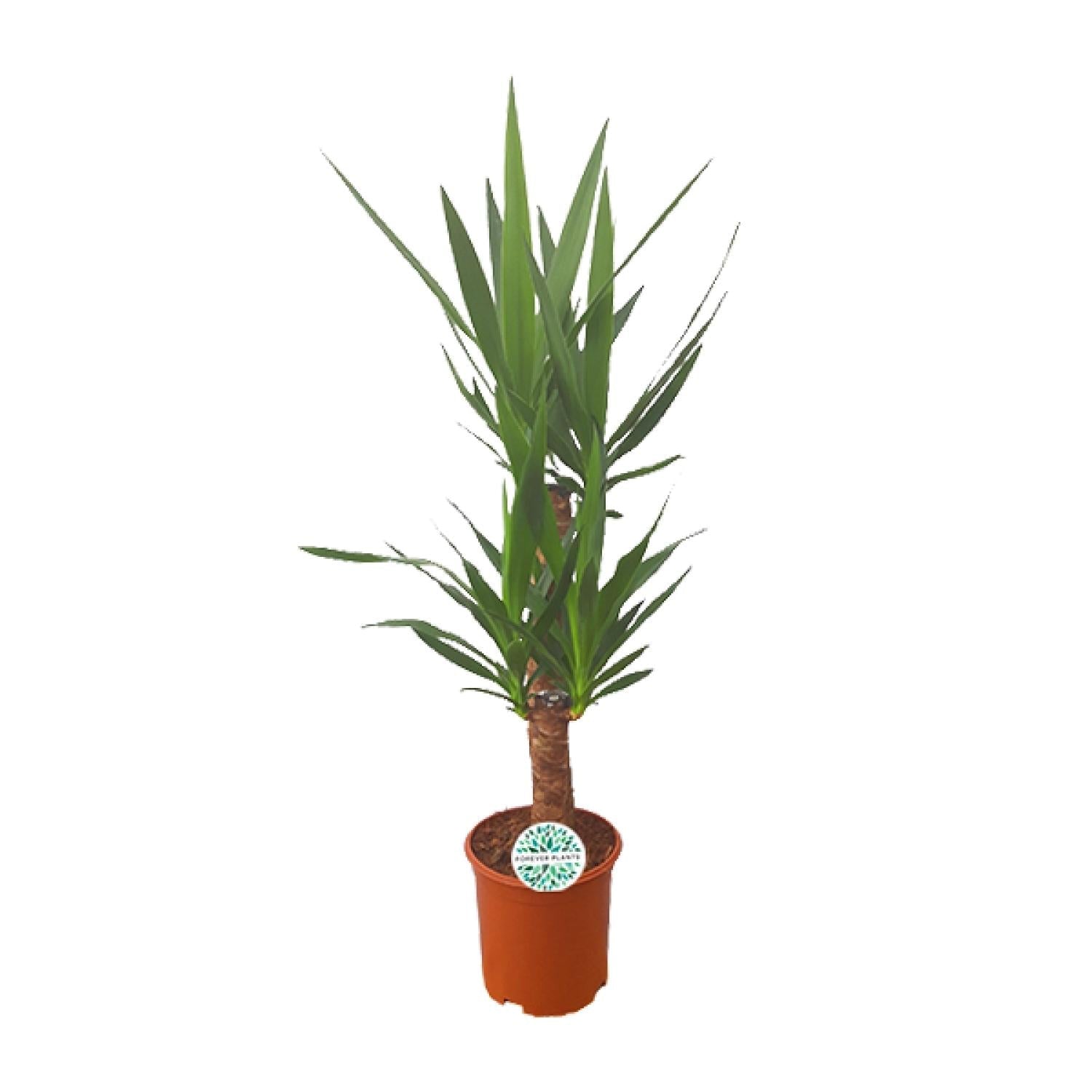 Palmlilie Yucca – 90cm Ø21cm – Pflegeleichte Zimmerpflanze mit schwertförmigen Blättern – Robuste Grünpflanze für helle & halbschattige Standorte – Plant