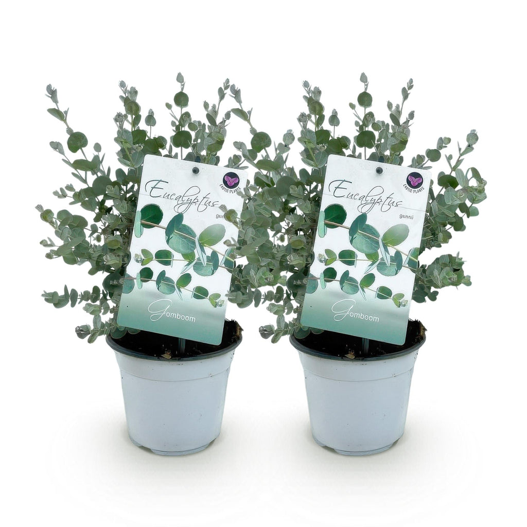Eukalyptusbaum Eucalyptus gunnii – Winterhart – Topf Ø14cm, Höhe ca. 30cm – Duftende Terrassenpflanze – Blaugrüne Blätter – Plant
