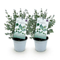 Eukalyptusbaum Eucalyptus gunnii – Winterhart – Topf Ø14cm, Höhe ca. 30cm – Duftende Terrassenpflanze – Blaugrüne Blätter – Plant