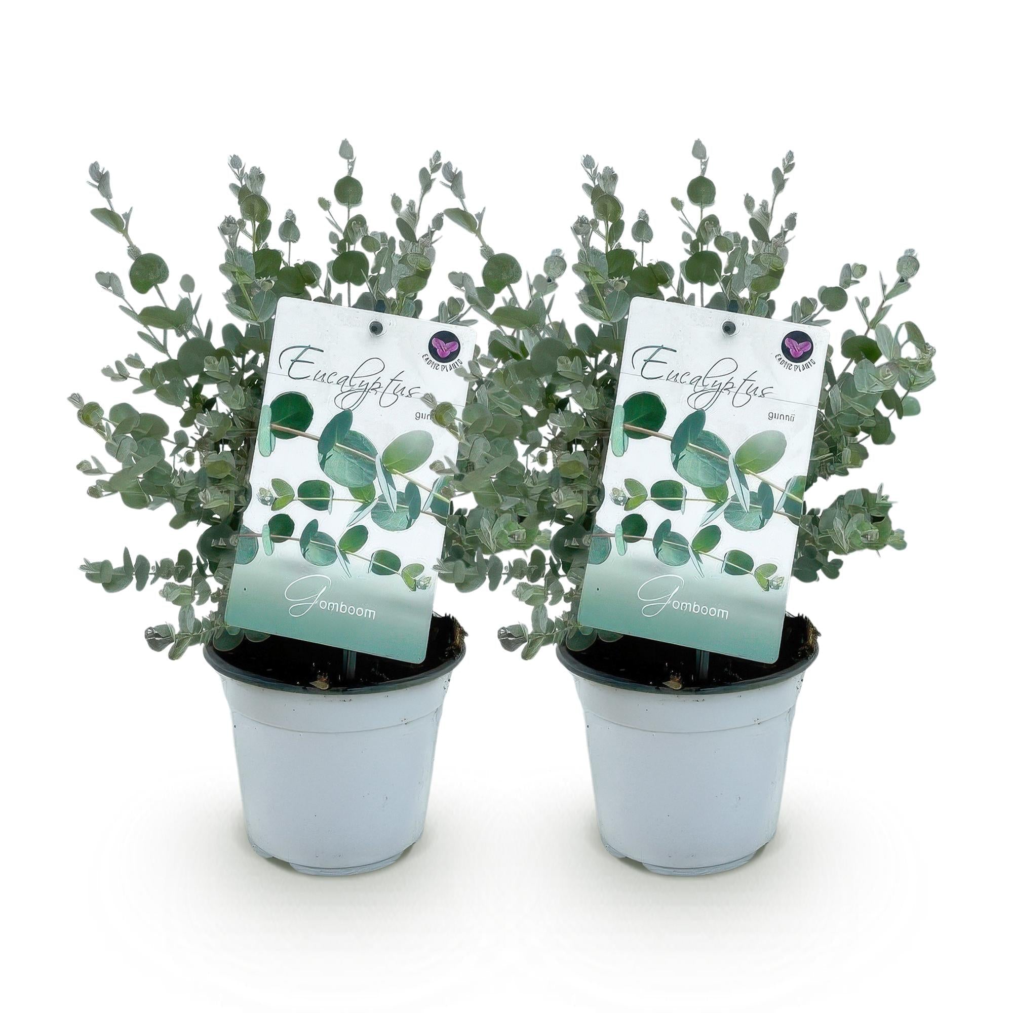 Eukalyptusbaum Eucalyptus gunnii – Winterhart – Topf Ø14cm, Höhe ca. 30cm – Duftende Terrassenpflanze – Blaugrüne Blätter – Plant